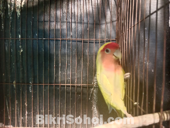 Love birds